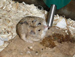 Campbell's Russian Dwarf Hamster Color Markings
