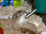 Campbell's Russian Dwarf Hamster Drinking Water