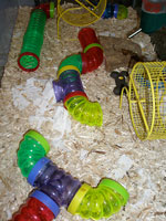 Campbell's Russian Dwarf Hamster Pet Habitat