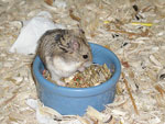 A Campbell's Russian Dwarf Hamster Eating