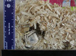 Bedding Depth